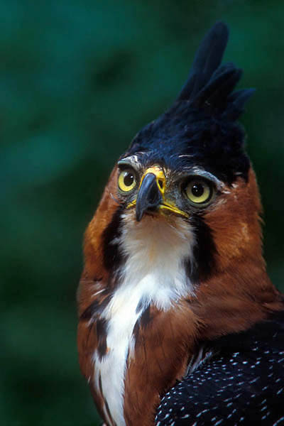 Águila Crestuda Real 